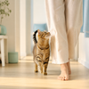 Why Does My Cat Follow Me Everywhere? 6 Surprising Reasons