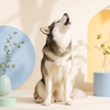 Why Do Dogs Howl? 6 Reasons Behind the Sound