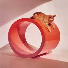 Collection image for: Collections for Cats