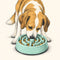 Dog Feeding: Slow Feeders