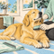 Dog Grooming & Care: Brushes & Combs