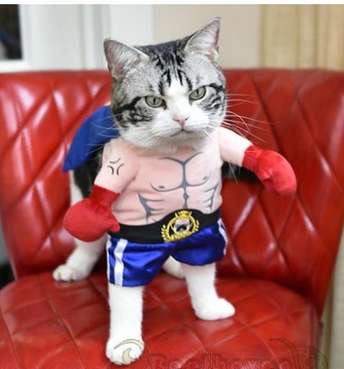 🐱 Boxer Cat Costume – Punchy Pet Outfit for Fun