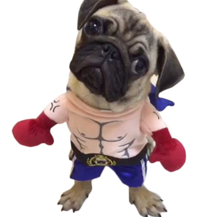 🐱 Boxer Cat Costume – Punchy Pet Outfit for Fun