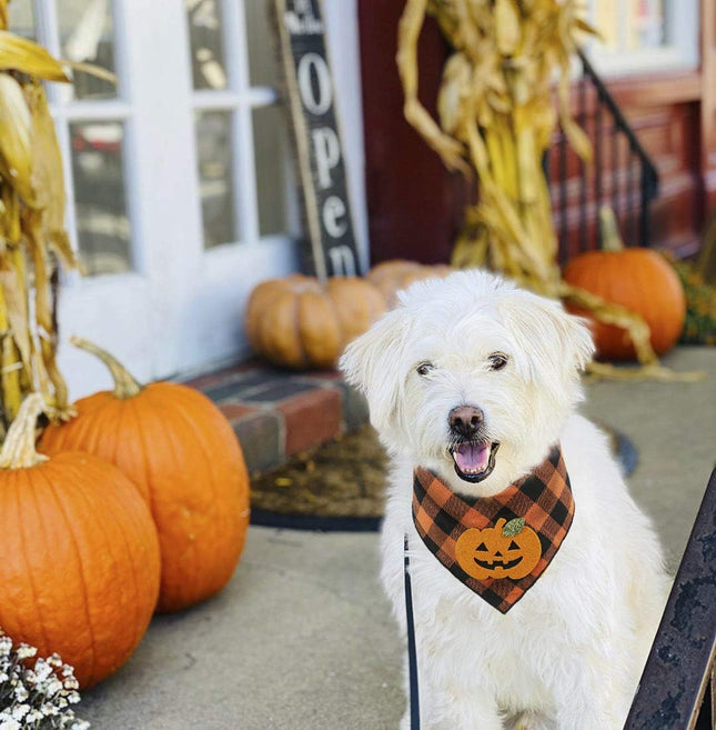 Halloween Dog Pumpkin Bandana, Holiday Scarf