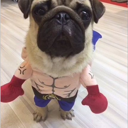 🐱 Boxer Cat Costume – Punchy Pet Outfit for Fun