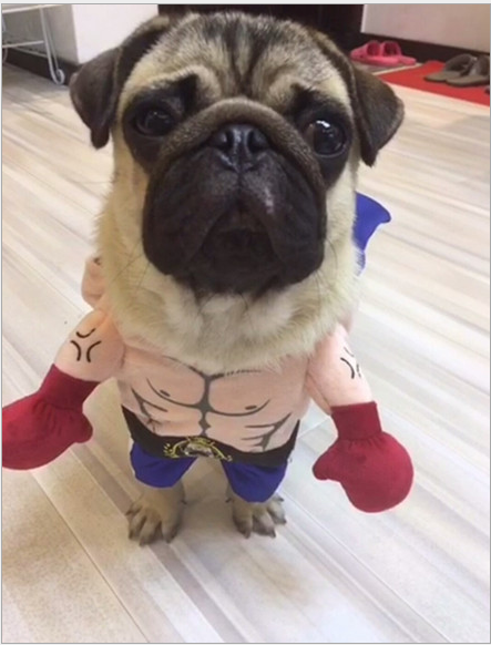 🐱 Boxer Cat Costume – Punchy Pet Outfit for Fun