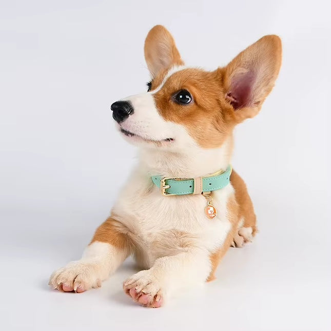 🐶 S M L Dog Collar